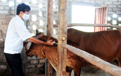 Hỗ trợ 6 địa phương phòng chống dịch bệnh động vật