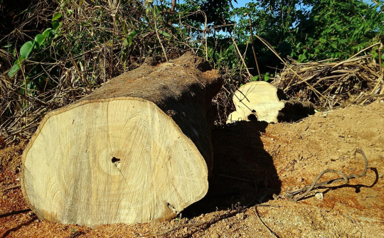 Phá rừng quy mô lớn ở huyện Nam Giang, Quảng Nam