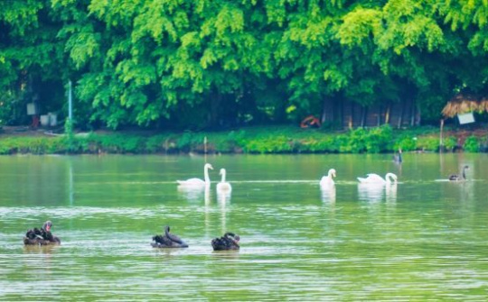Chim Công, Vịt Trời, Thiên Nga làm tổ trong khu đô thị Ecopark