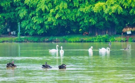 Chim Công, Vịt Trời, Thiên Nga làm tổ trong khu đô thị Ecopark