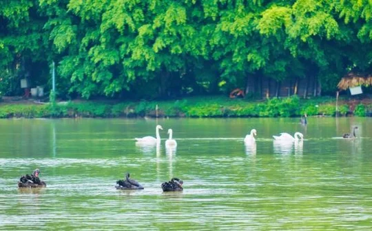 Chim Công, Vịt Trời, Thiên Nga làm tổ trong khu đô thị Ecopark