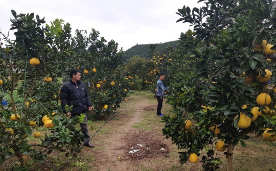 Thái Nguyên: Võ Nhai chuyển dịch cơ cấu cây trồng nhằm xóa nghèo bền vững