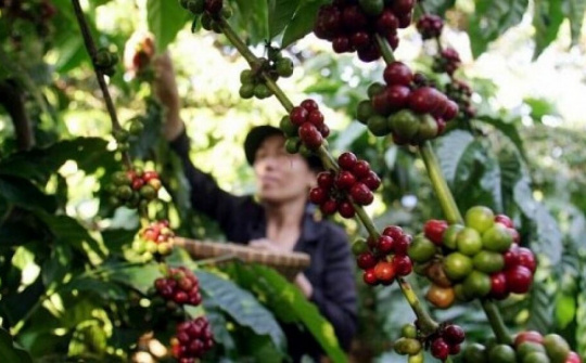 Algeria, thị trường tiềm năng cho xuất khẩu cà phê Việt