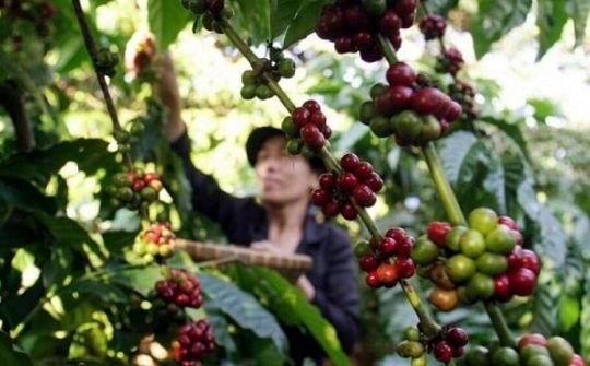 Algeria, thị trường tiềm năng cho xuất khẩu cà phê Việt