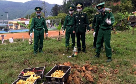 Quảng Ninh: Tiêu hủy hơn 22.000 con vịt giống không rõ nguồn gốc