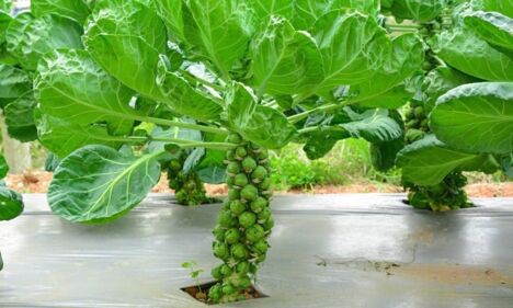 Rau củ 'tí hon' đắt khách dịp Tết