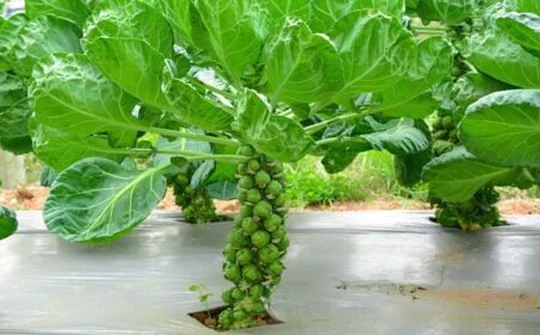 Rau củ 'tí hon' đắt khách dịp Tết