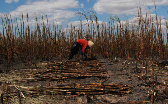 Hơn 100ha mía sắp thu hoạch bị cháy rụi, nhiều hộ dân Đắk Lắk mất tết