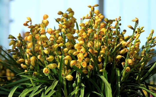 70% địa lan Đà Lạt bị nở trước Tết