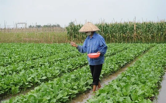 Có sự trùng lặp về công nhận lưu hành và công bố hợp quy phân bón?