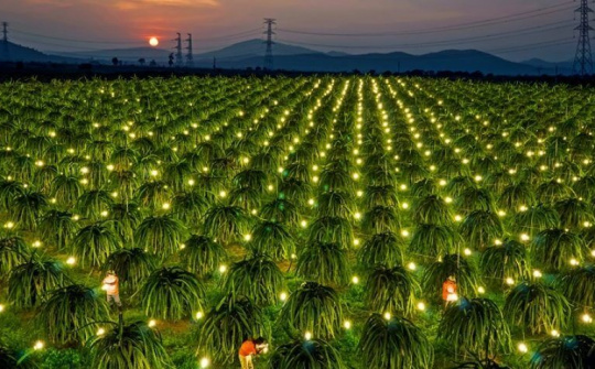 Triển khai 32 giải pháp KHCN phục vụ phát triển Tây Nguyên