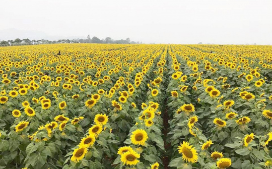 Cánh đồng hoa hướng dương ở Quảng Bình hút du khách ngày đầu năm mới