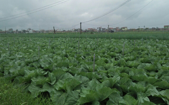 Nông thôn mới Quỳnh Lương – Quỳnh Lưu: Nhìn lại một chặng đường