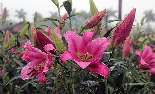 Nông dân Tây Tựu hốt bạc nhờ trồng hoa ly