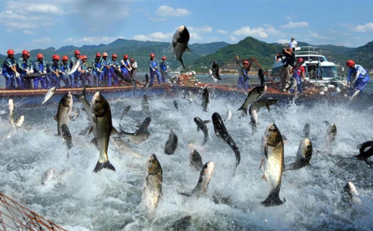 Xuất khẩu cá tra đặt mục tiêu 2,3 tỷ USD năm 2019