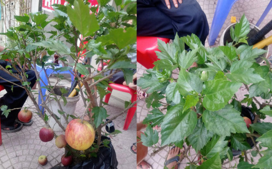 'Siêu phẩm' chỉ người Việt mới nghĩ ra: Táo trĩu quả trên cây dâm bụt