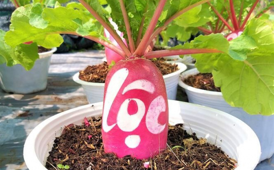 Củ cải 'hồng phát' độc đáo chưng Tết ở Bến Tre