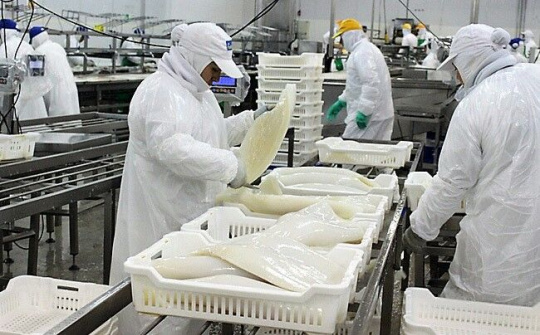 Xuất khẩu mực, bạch tuộc tăng trưởng mạnh trong dịp cuối năm