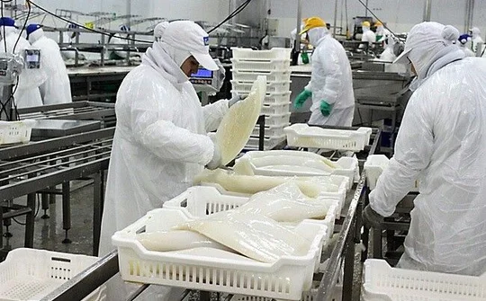 Xuất khẩu mực, bạch tuộc tăng trưởng mạnh trong dịp cuối năm