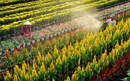 Dự báo thời tiết 29/1: Miền Bắc tăng nhiệt, Nam Bộ nắng 33 độ C