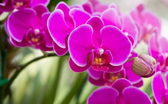 Lan hồ điệp cháy hàng trước Tết mặc giá cao ngất ngưởng