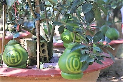 Bưởi kiểng hồ lô có giá  5 triệu đồng/cây vẫn 'cháy hàng'