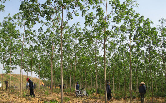 Xử lý nghiêm các sai phạm trong chuyển đổi rừng