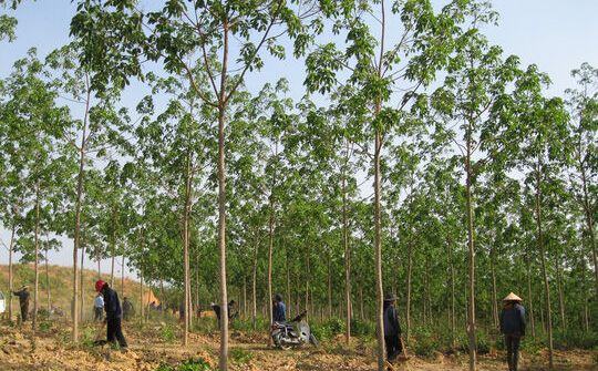 Xử lý nghiêm các sai phạm trong chuyển đổi rừng