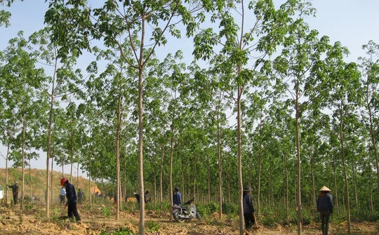Xử lý nghiêm các sai phạm trong chuyển đổi rừng