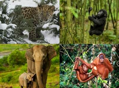 Xử lý triệt để hành vi buôn bán trái phép động vật hoang dã