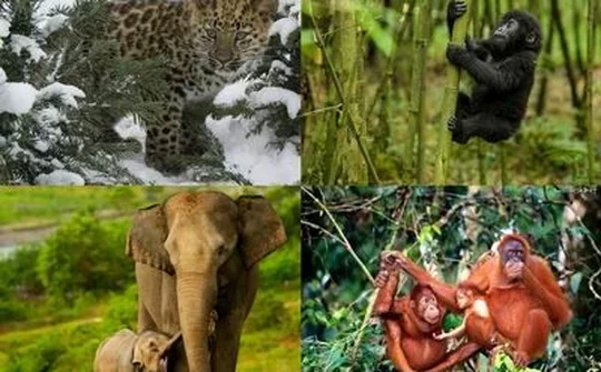 Xử lý triệt để hành vi buôn bán trái phép động vật hoang dã