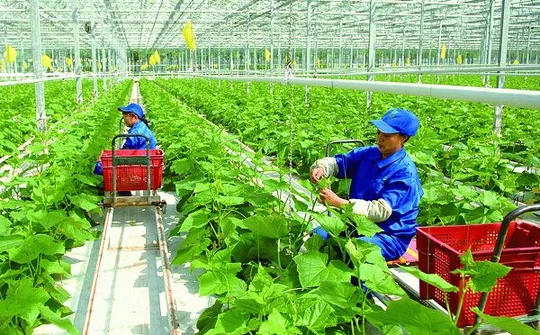 Chính phủ ban hành Nghị định mới về tổ hợp tác