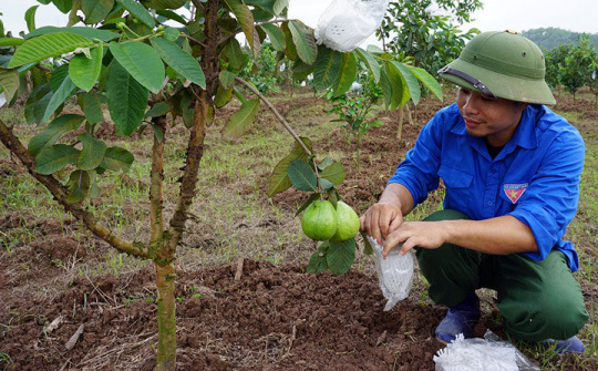 Tỉnh Bắc Ninh hỗ trợ gần 157 tỷ đồng cho thanh niên khởi nghiệp