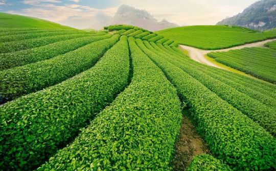 Áp dụng bộ tiêu chuẩn thúc đẩy phát triển sản phẩm nông nghiệp hữu cơ