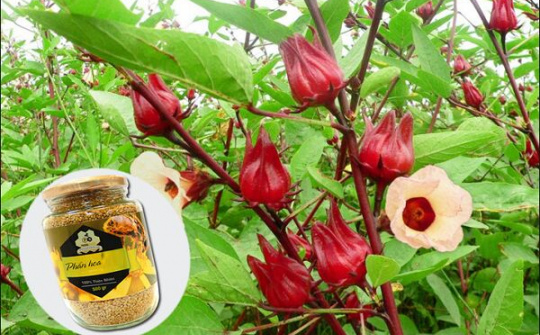 Bộ Y tế đề xuất 25 loại dược liệu nuôi trồng, thu hái trong nước