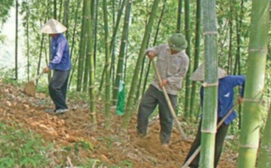 Huyện Quan Hóa tập trung nguồn lực phát triển rừng luồng