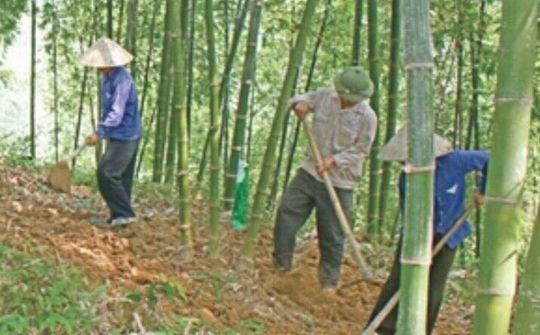 Huyện Quan Hóa tập trung nguồn lực phát triển rừng luồng