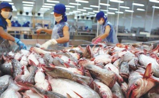 Xuất khẩu tôm, cá tra, mực, bạch tuộc giảm sâu