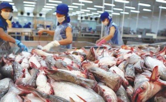 Xuất khẩu tôm, cá tra, mực, bạch tuộc giảm sâu