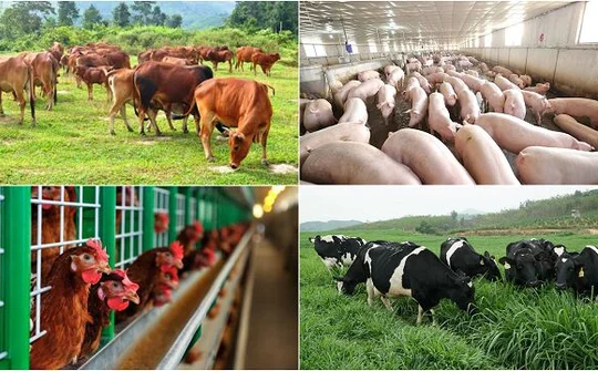 Bị phạt đến 200 triệu đồng nếu vi phạm hành chính về chăn nuôi