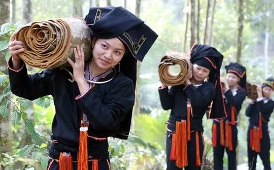 Phát triển đa dạng các sản phẩm từ Quế (Văn Yên - Yên Bái)