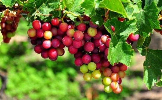 Đặc sản nổi tiếng của vùng đất Ninh Thuận