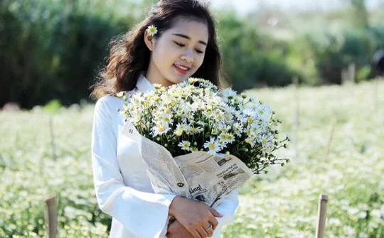 Phú Thọ: "Phát sốt" với vườn cúc họa mi tại Thu Cúc Garden