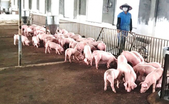 Bắc Ninh - Tái cơ cấu ngành chăn nuôi theo hướng nâng cao giá trị gia tăng