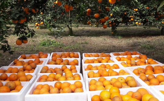 Nông sản Hòa Bình về xuôi