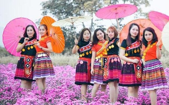 Đồi hoa xuân Thái Hòa - Lạc giữa thiên đường hoa