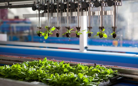 Hướng dẫn hoạt động chứng nhận nông nghiệp hữu cơ