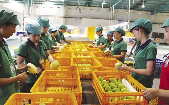 Xây dựng thương hiệu quốc gia cho nông sản Việt