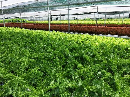 Quảng Nam: thành công từ mô hình trồng rau công nghệ cao