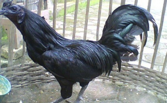 Lào Cai: phát triển mô hình nuôi gà đen bản địa